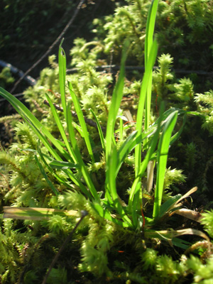 [moss.jpg]