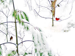 cardinal in snow 