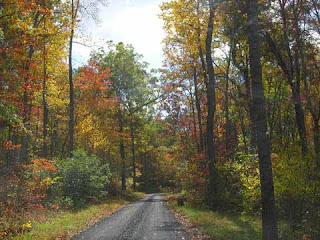 road in autumn