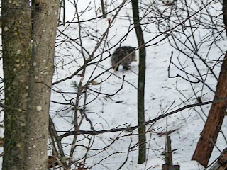 opossum