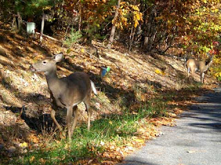deer