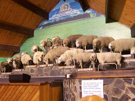 sheep show!