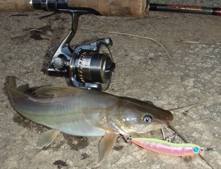 Memancing+Ikan+Besar Ikan Baung atau nama saintifiknya Mystus spp, adalah tergolong dalam ...