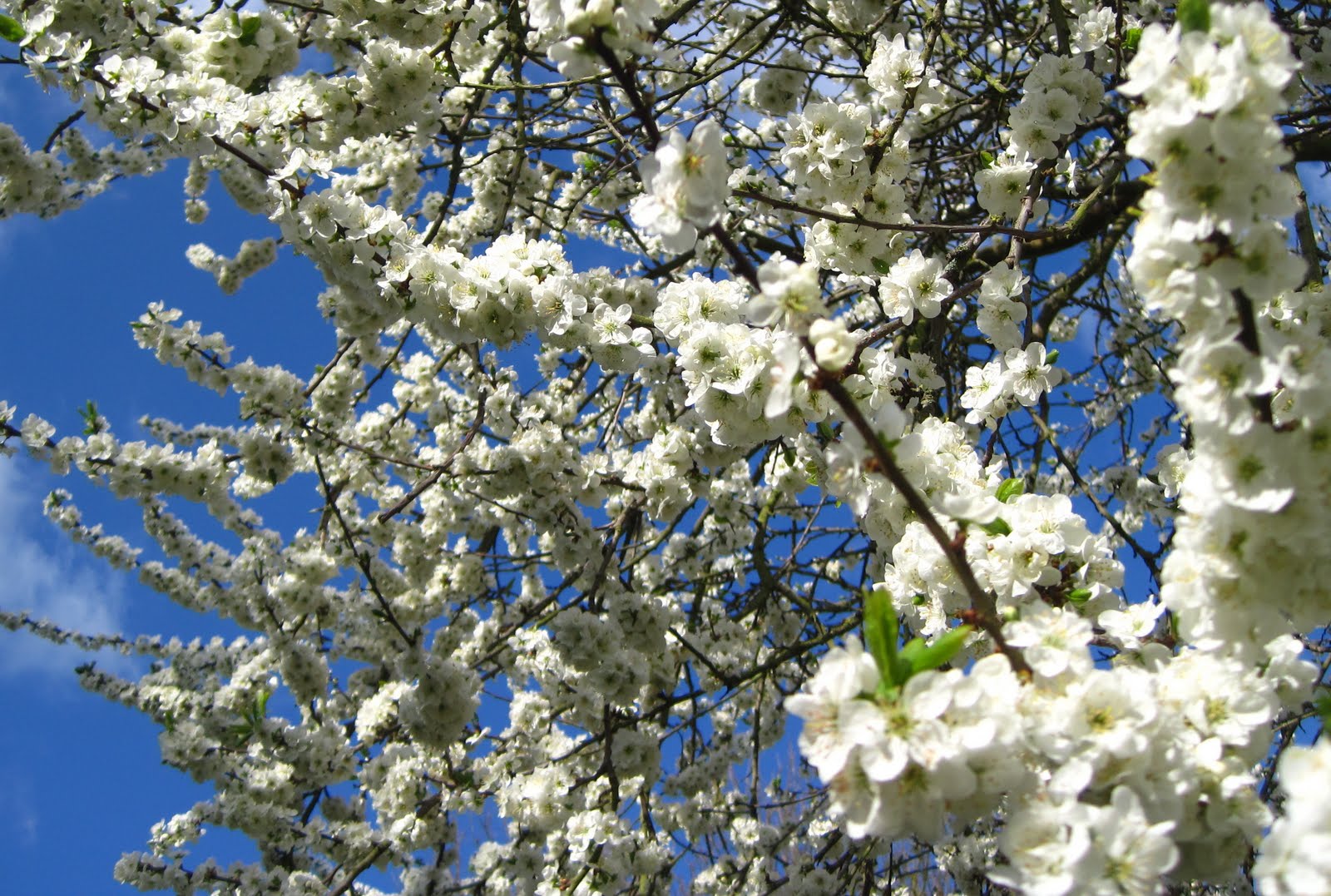 Blackthorn Blossom