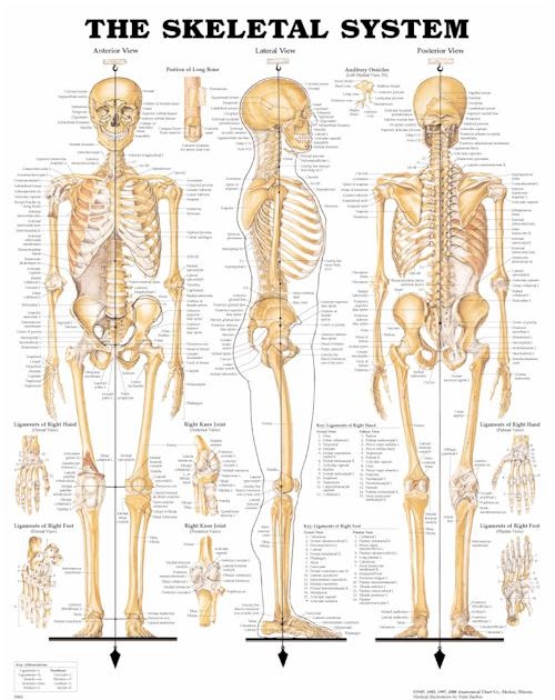 MSS 3rd Grade: Bones By Mikayla