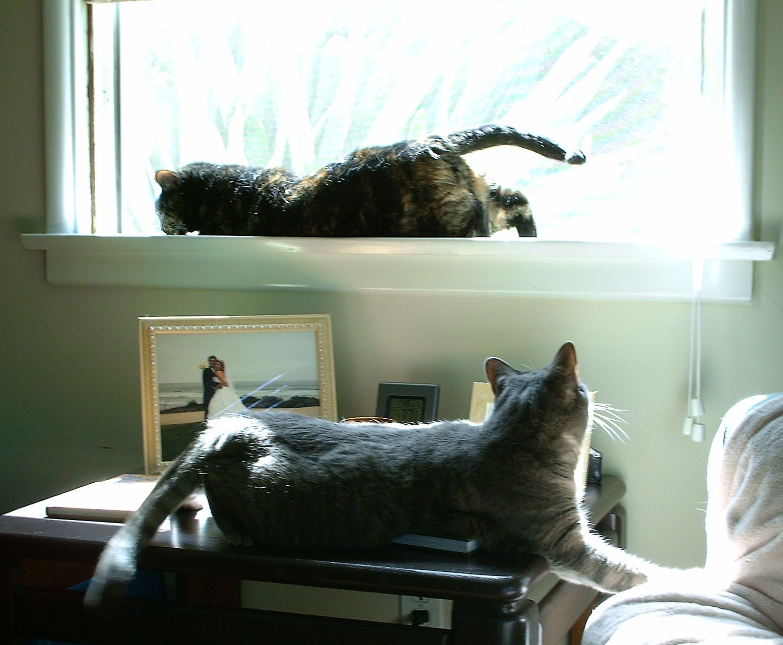 Can Cats Live Entirely Indoors Can Cats Live Entirely Indoors