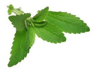 [stevia+leaf.JPG]