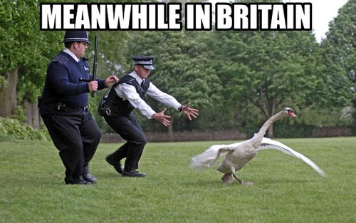 meanwhile-in-britain.jpg