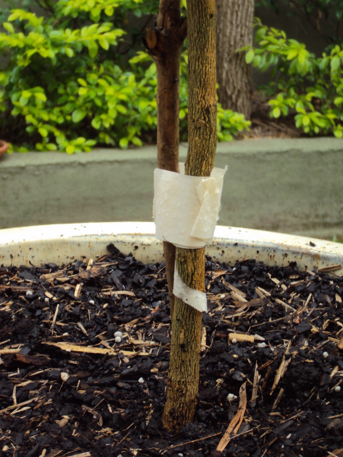 My Little Flower Garden How to stop the ants attacking the Lemon tree