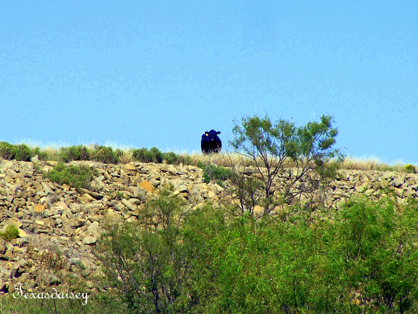 Texasdaisey Creations Secrets of Miller Creek Reservoir