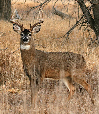 Odocoileus Virginianus