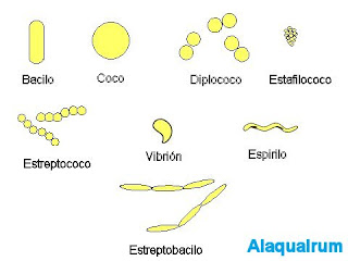 Bacterias Cocos