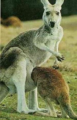 [canguru[1].JPG]