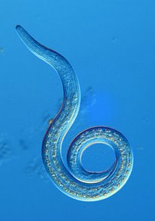 [dic-nematodo.jpg]