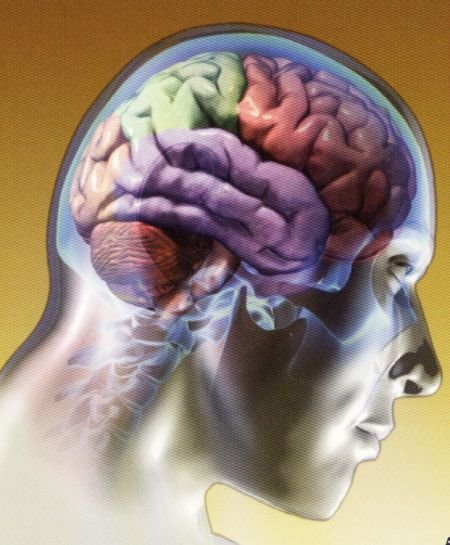 [cerebro+1.bmp]