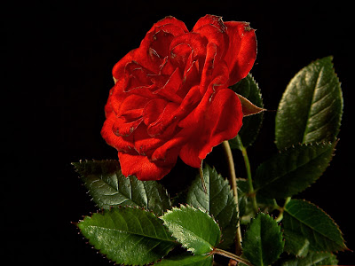 Rosa, flor