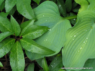 Fargsprakande Favorit I Hosttradgarden Shape It Green