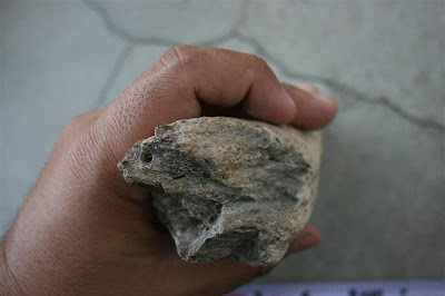 Colmillo o fragmento de hueso fosilizado IMG_0700+(Medium)