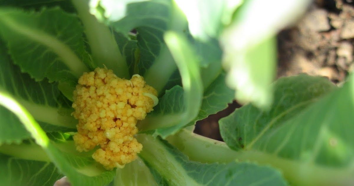 My California Garden in Zone 23 Cheddar (Cauliflower)