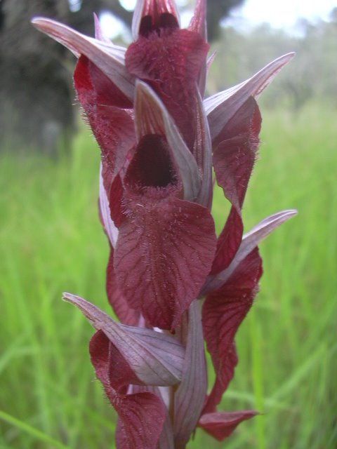 [Serapias+cordigera+detail.JPG]