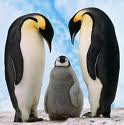 We All Love Penguins