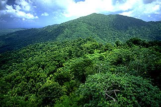 LOS BOSQUES DE PUERTO RICO los bosques de puerto rico: