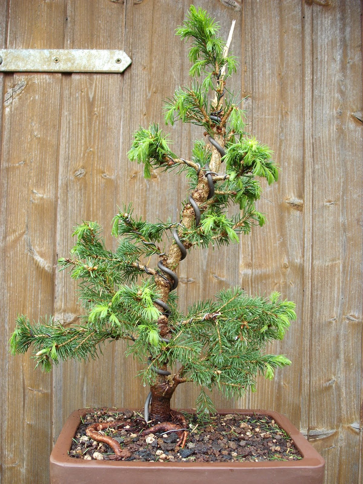Zuckerhutfichte Picea Glauca Conica - 50-60 Cm Winterhart