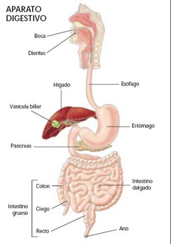 Imagenes Del Sistema Digestivo Y Sus Enfermedades