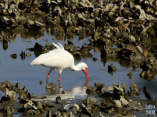 WHITE IBIS