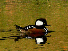 HOODED MERGANSER