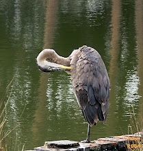 Great Blue Heron