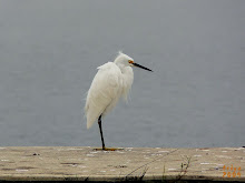 SNOWY EGRET IN THE FOG