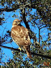 Red-shouldered Hawk, Buteo lineatus immature