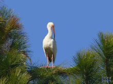 White Ibis