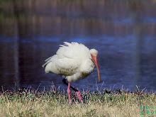 White Ibis