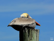 Brown Pelican Pelicanus occidentalis