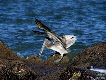 Brown Pelican juvenile