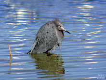 LITTLE BLUE HERON