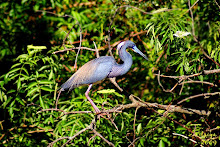 ALLIGATOR FARM ROOKERY