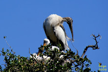 ALLIGATOR FARM ROOKERY