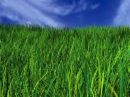 [grass.jpg]