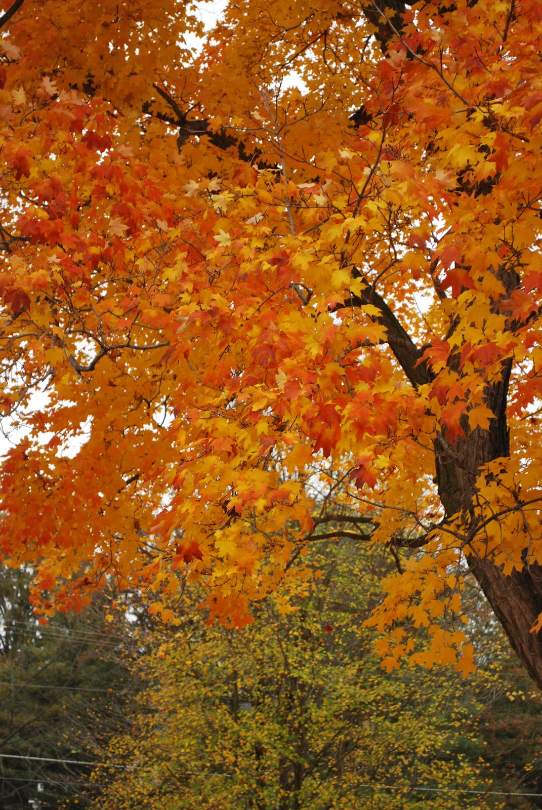 [DSC_0052.JPG]