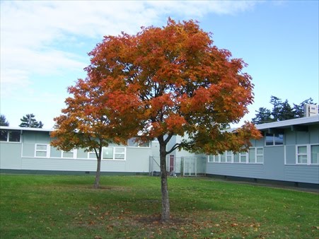early Autumn tree