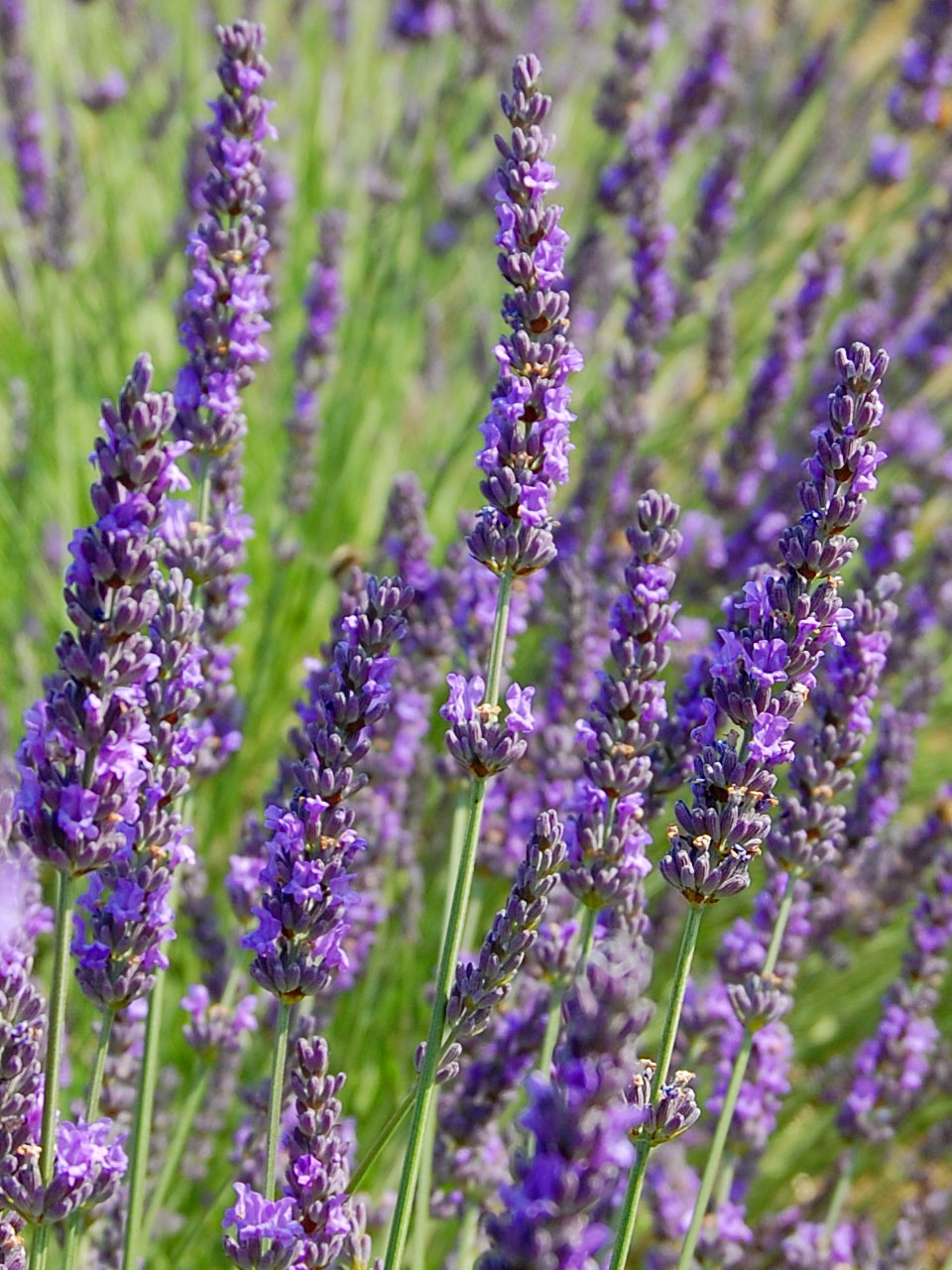 Salem, Oregon Daily Photo Diary Lavender Fields