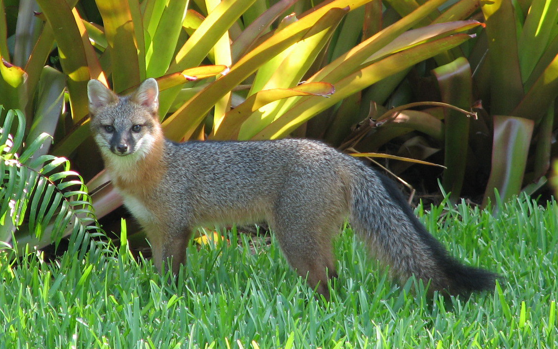 [Fox.php]
