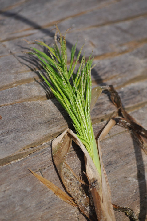 Aquatic Grasses