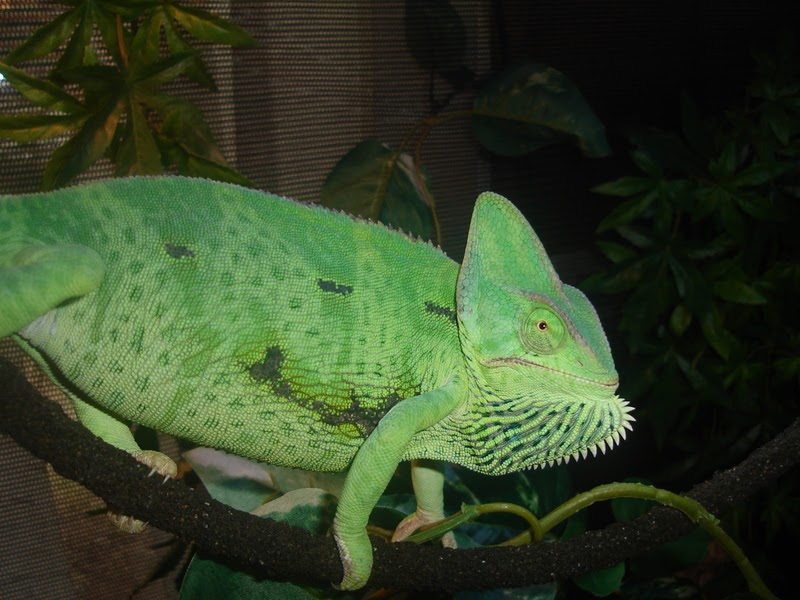 Successful Keeping of Veiled Chameleons: Keeping A Female Veiled