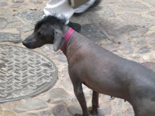 Peruanischer Hund ohne Haare