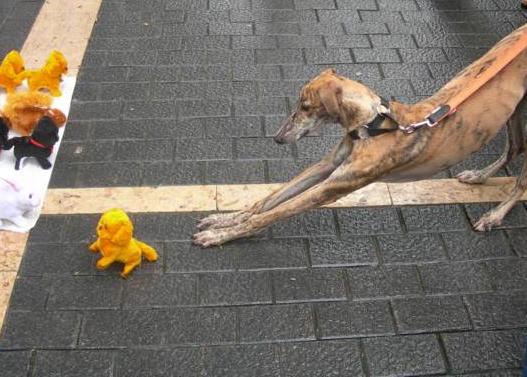 [perro.jpg]