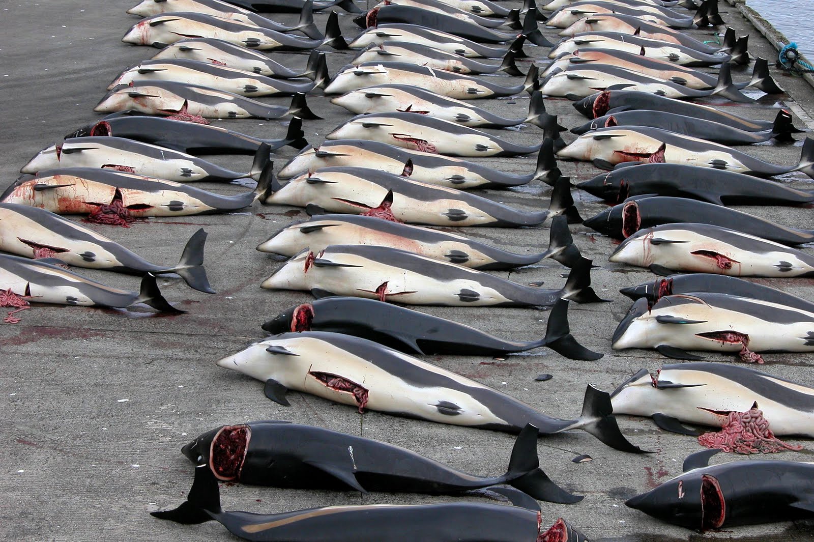 japanese whaling The federal government fought to have the stomach-churning footage kept secret, arguing that it would harm relations with japan. japanese whaling The federal government fought to have the stomach-churning footage kept secret, arguing that it would harm relations with japan.